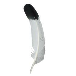 Eagle Quill