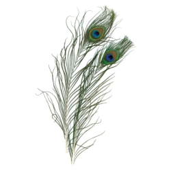 Peacock Feather