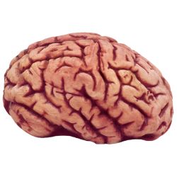 Human Brain Prop