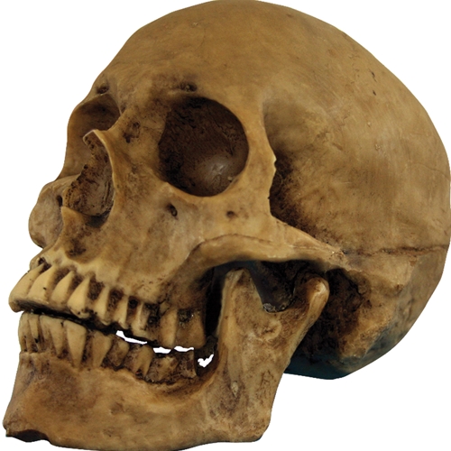 Realistic Resin Skull Decoration