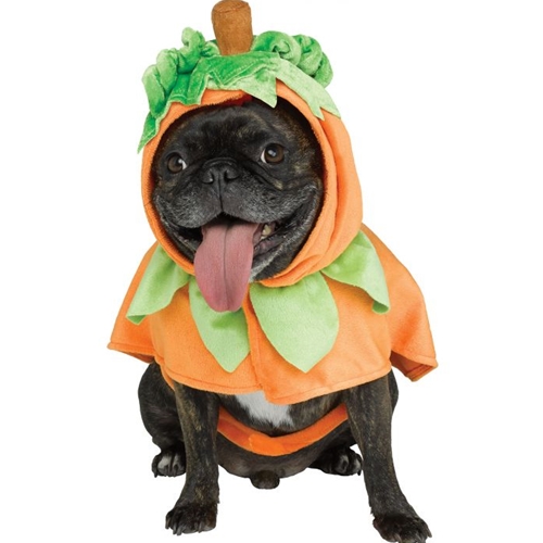 Pumpkin Pup Poncho