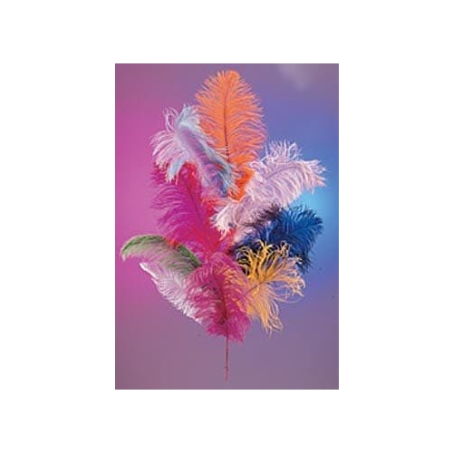 Ostrich Plumes 18"-21"