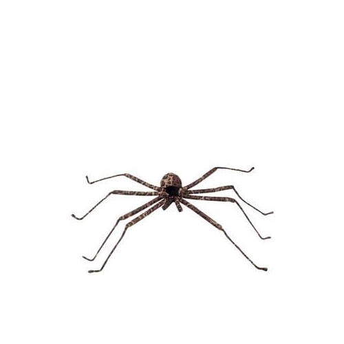 Spider 25" Brown