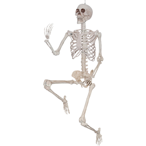 Poseable Skeleton Halloween Decoration 6 and a half feet tall