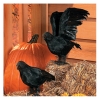 Black Feathered Crow Prop