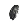 Ostrich Plume 19 in.