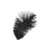 Ostrich Plume 9-13 in.