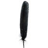 Turkey Quill Feather