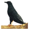 Black Feather Raven Prop