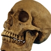 Realistic Resin Skull Decoration