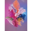 Ostrich Plumes 18"-21"