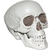 Realistic Plastic Skull 7"