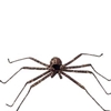 Spider 25" Brown