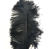 Ostrich Plume 18-21"