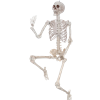 Poseable Skeleton Halloween Decoration 6 and a half feet tall