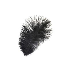 Ostrich Plume 9-13 in.